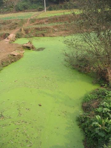 Ecology Lab: Algae Blooms
