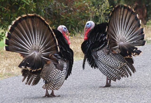 Guide for “Two Thanksgiving Day Gentlemen”