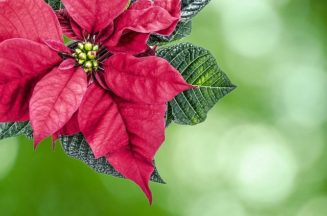 Christmas in Mexico